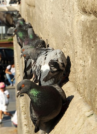 Compliant pigeons