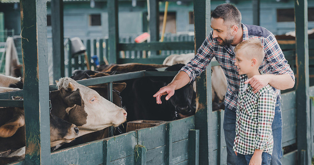 Father and son with a cow